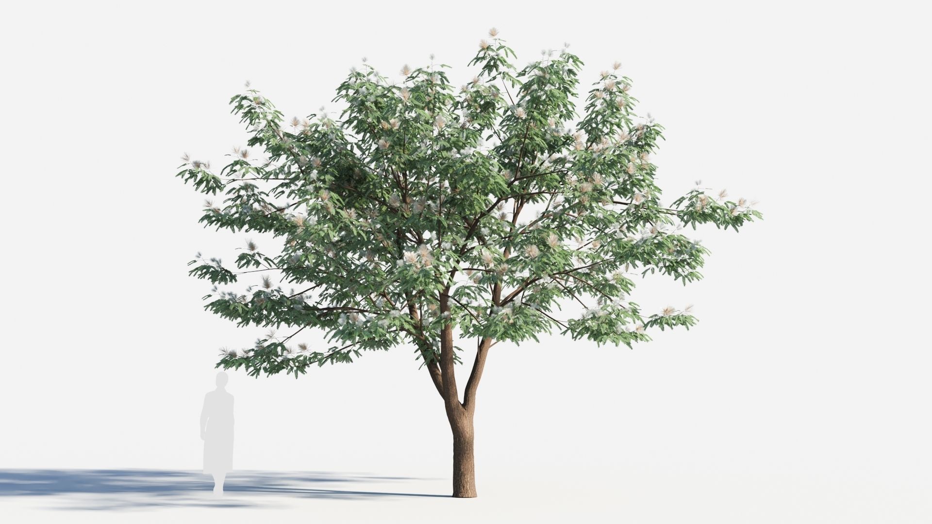 Albizia julibrissin tree b 3D model_5