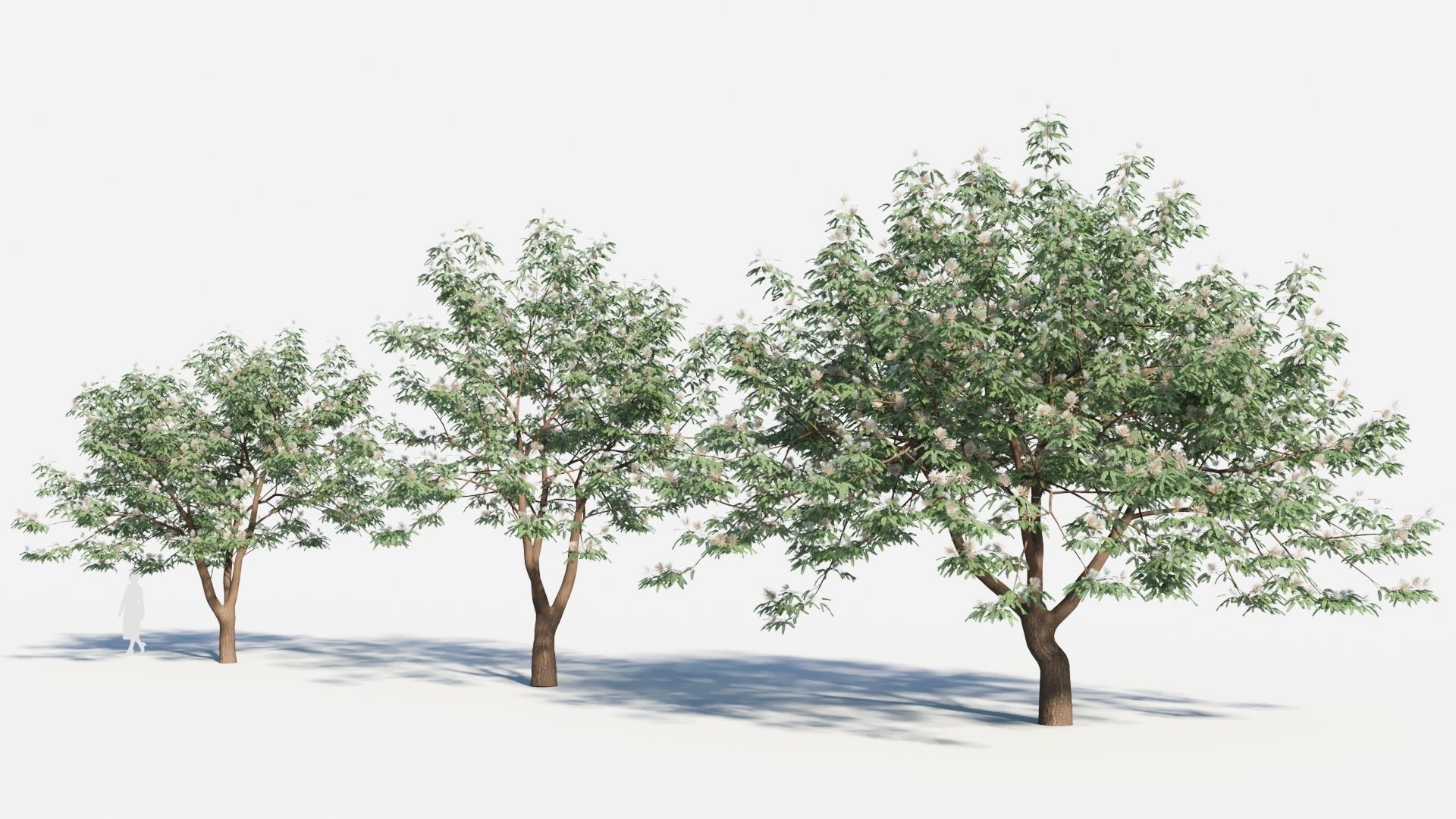 Albizia julibrissin tree b 3D model_1