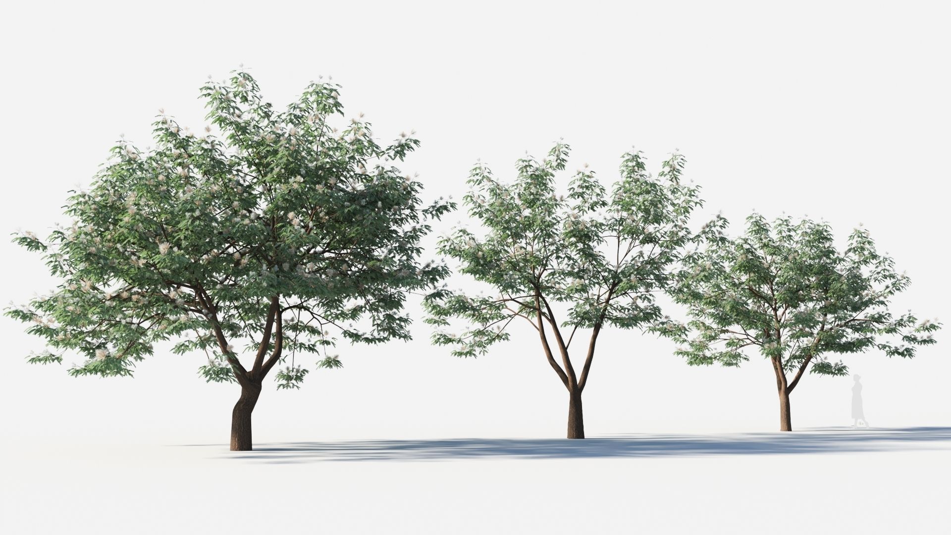 Albizia julibrissin tree b 3D model_4