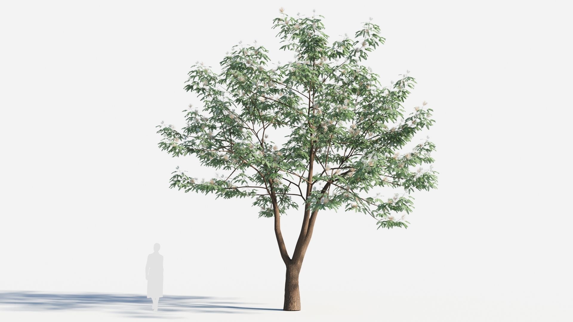 Albizia julibrissin tree b 3D model_6