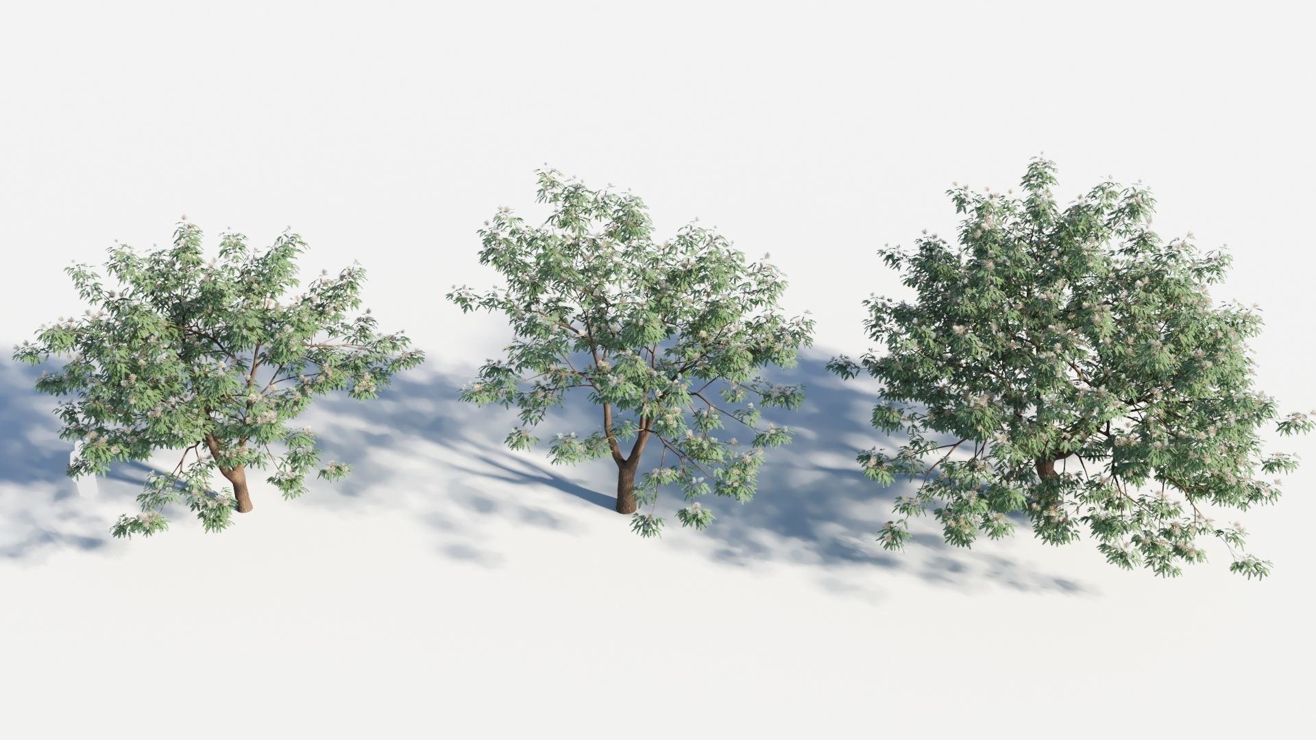 Albizia julibrissin tree b 3D model_2