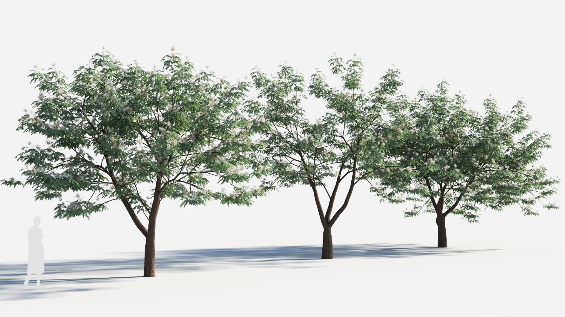 Albizia julibrissin tree b 3D model_3