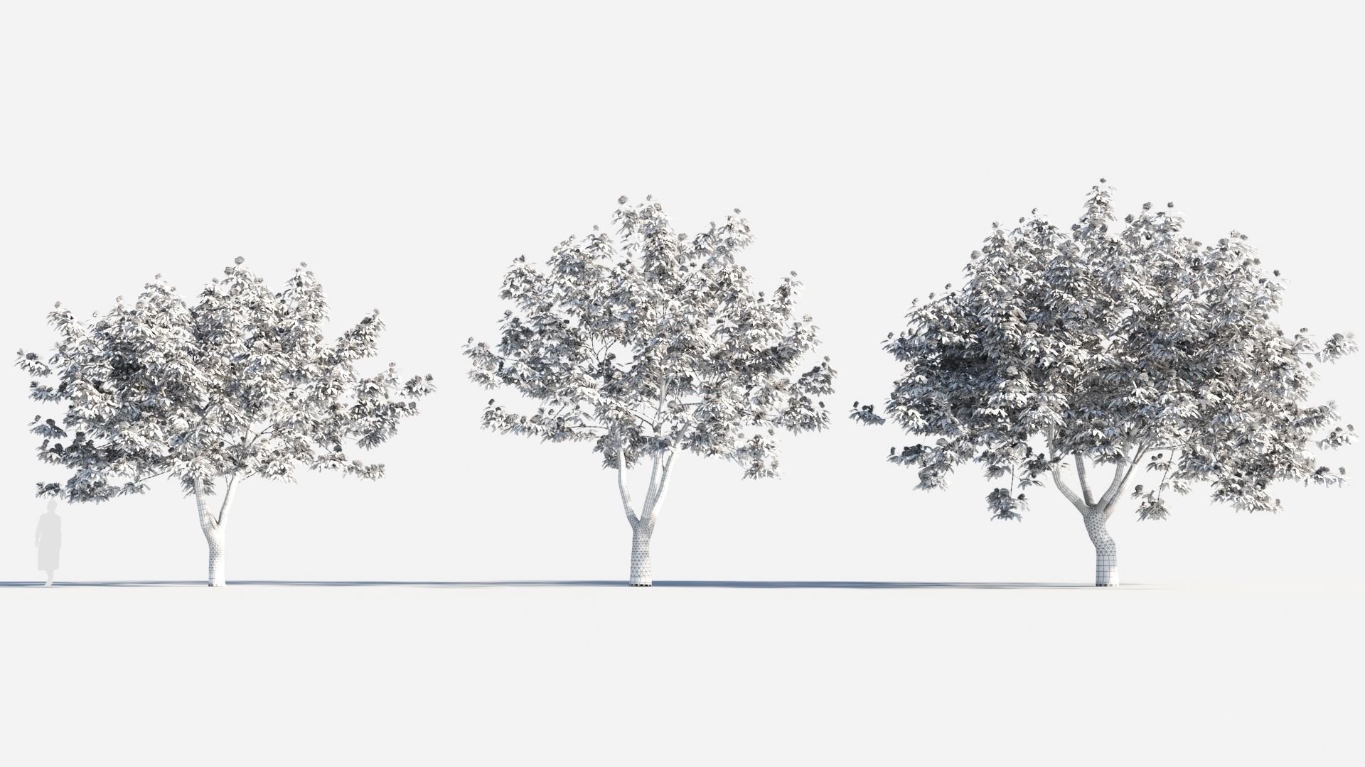 Albizia julibrissin tree b 3D model_8