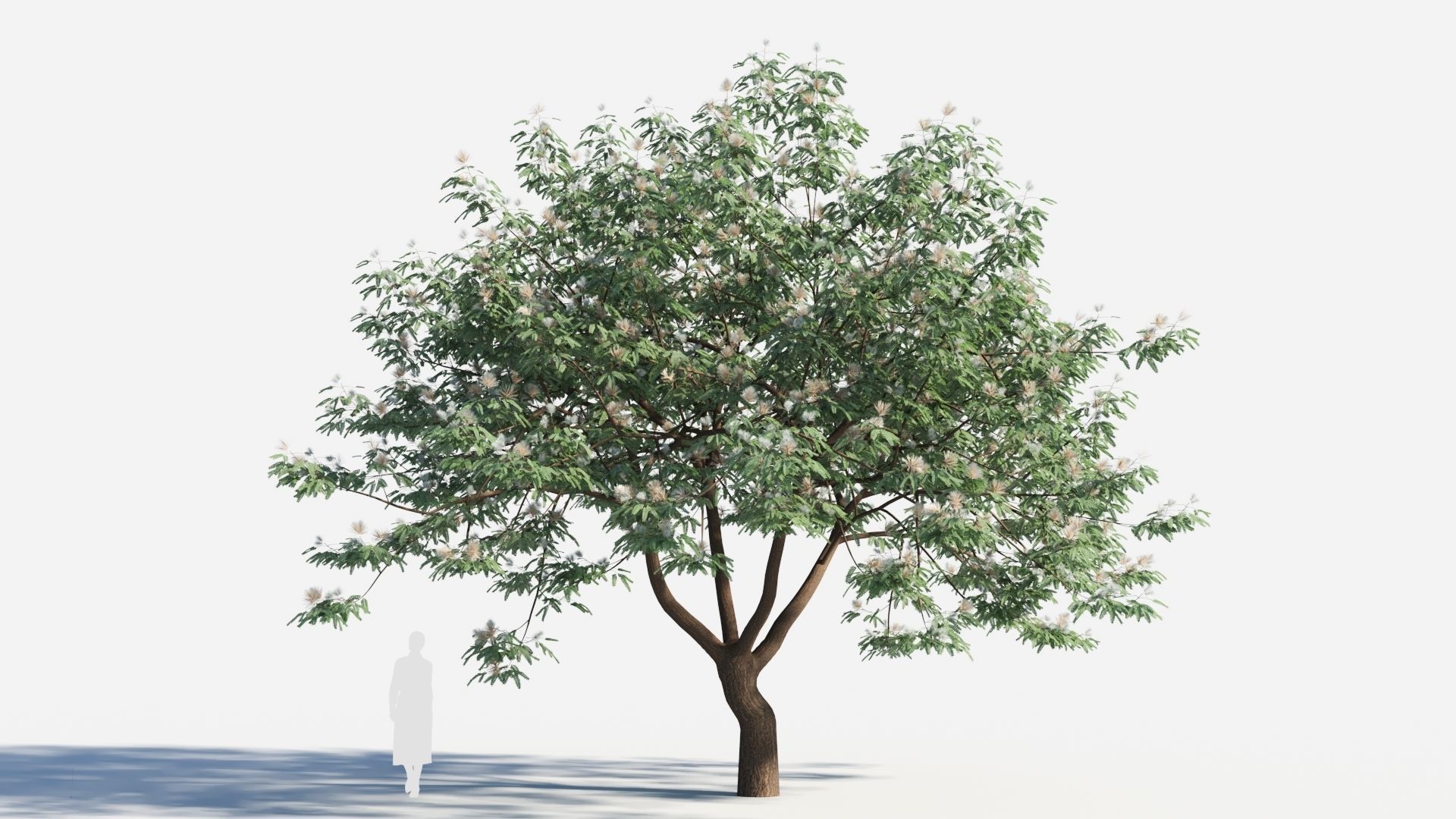 Albizia julibrissin tree b 3D model_7