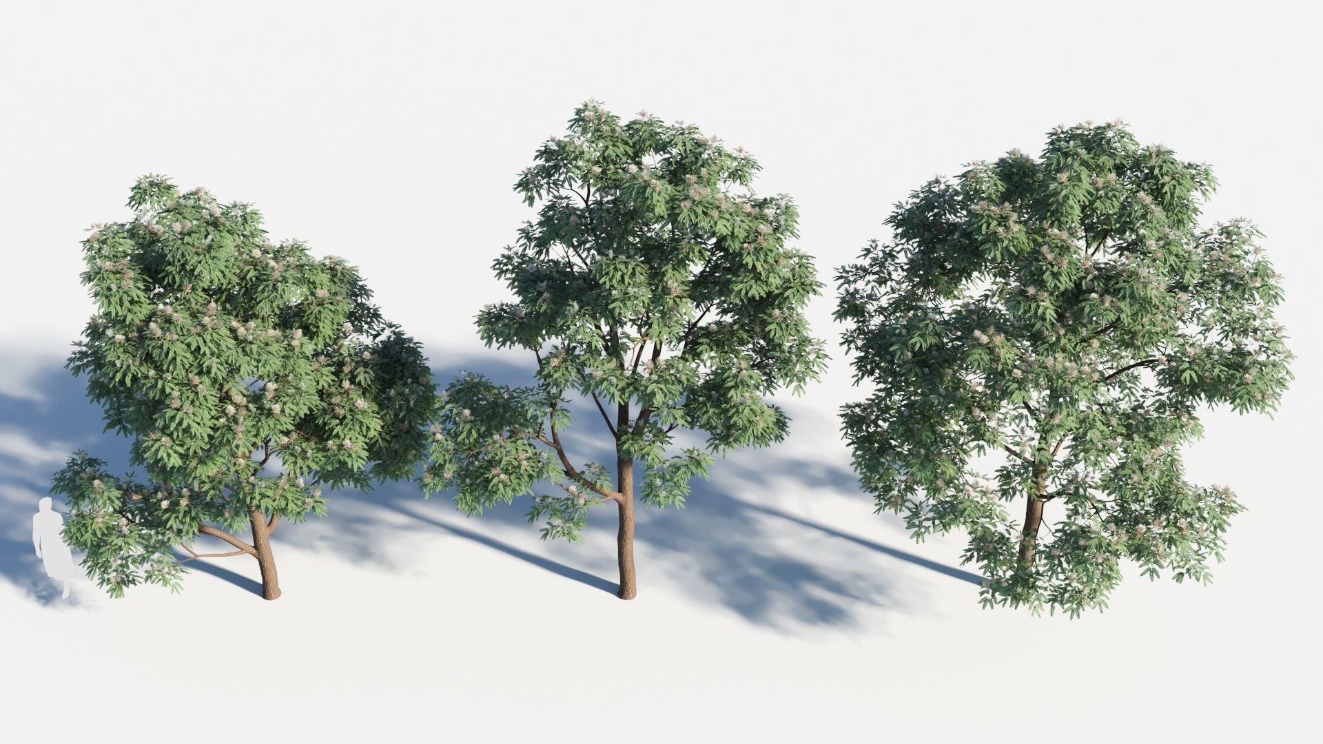 Albizia julibrissin tree c 3D model_2