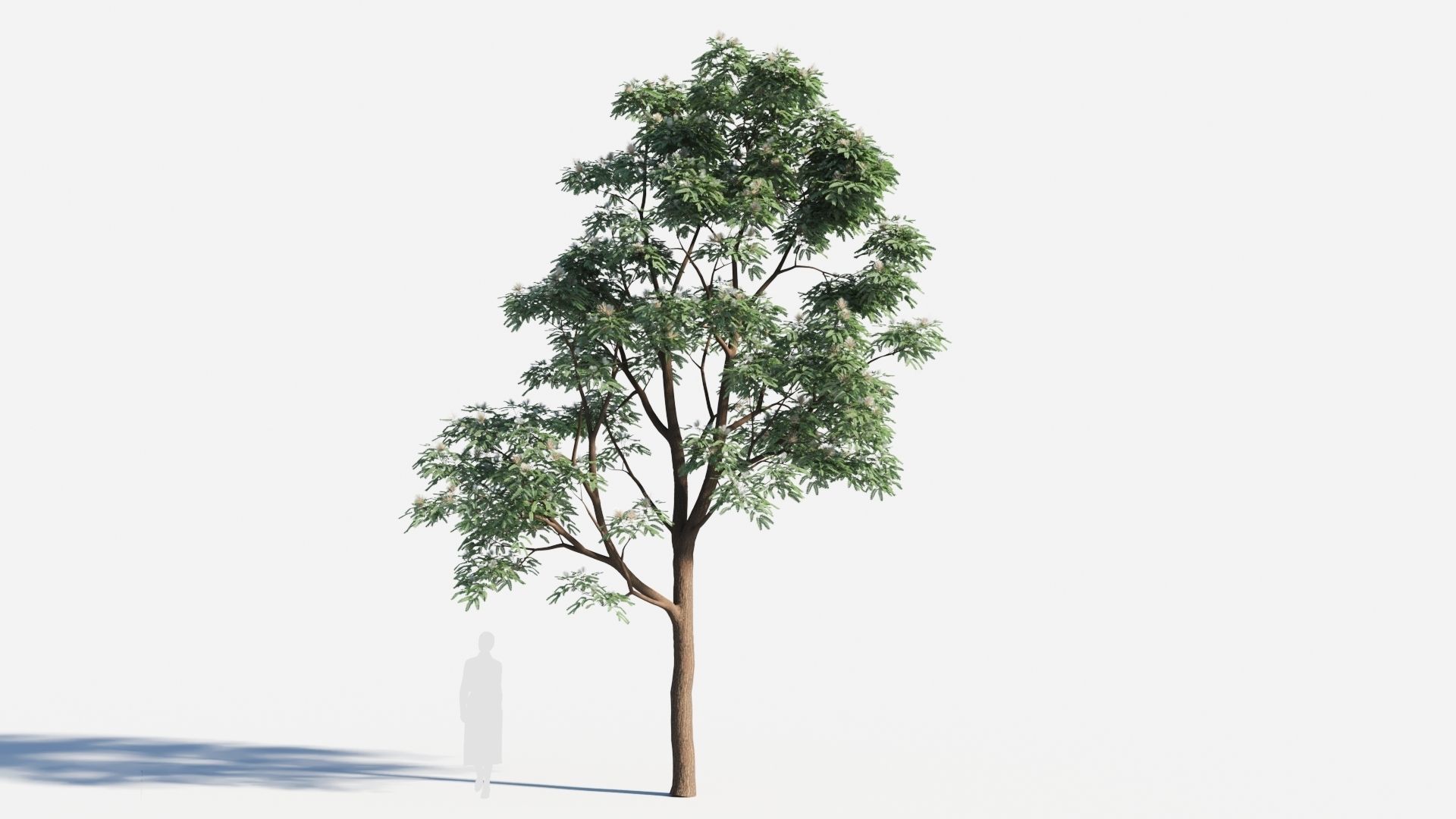 Albizia julibrissin tree c 3D model_6