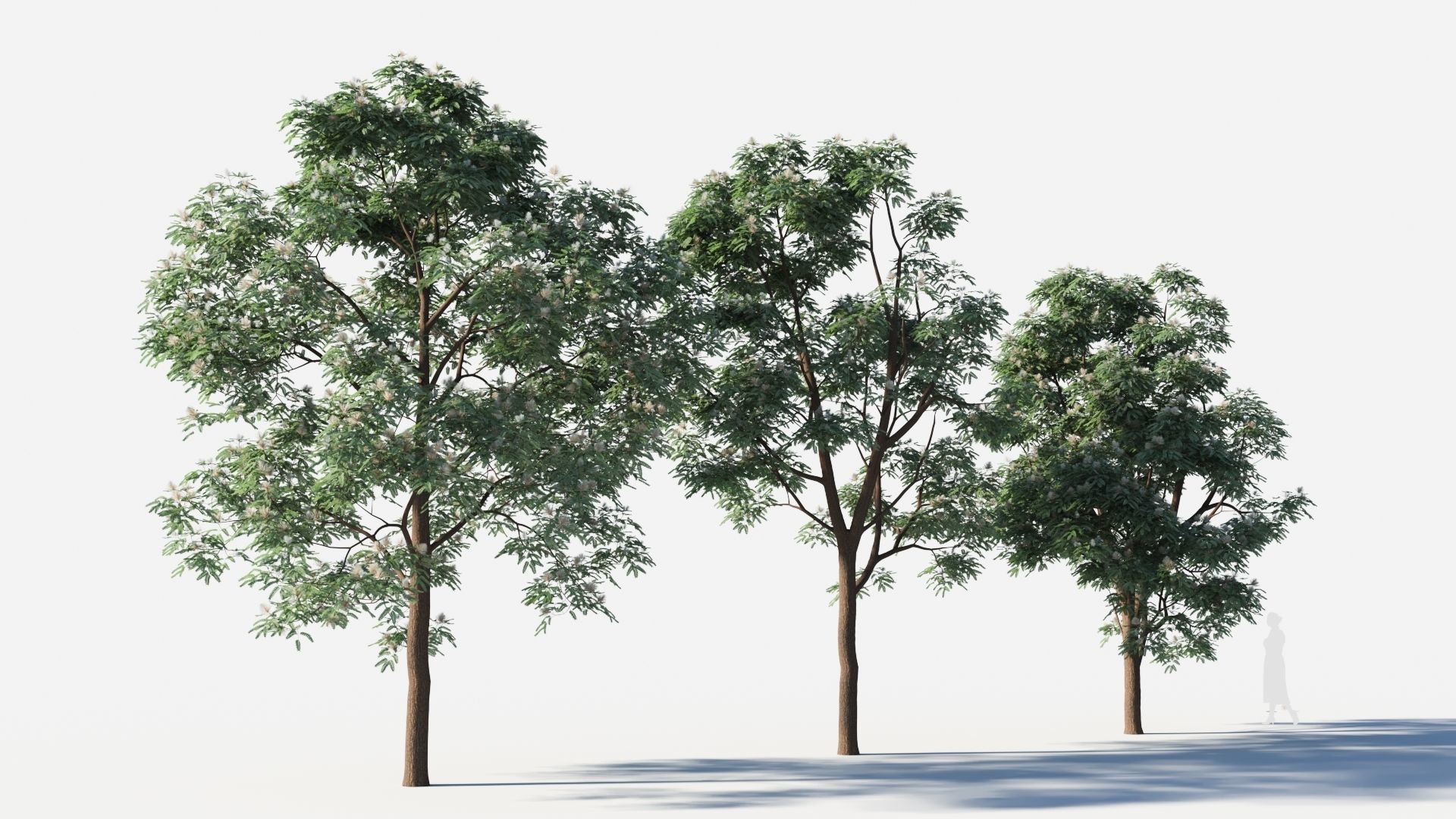 Albizia julibrissin tree c 3D model_4
