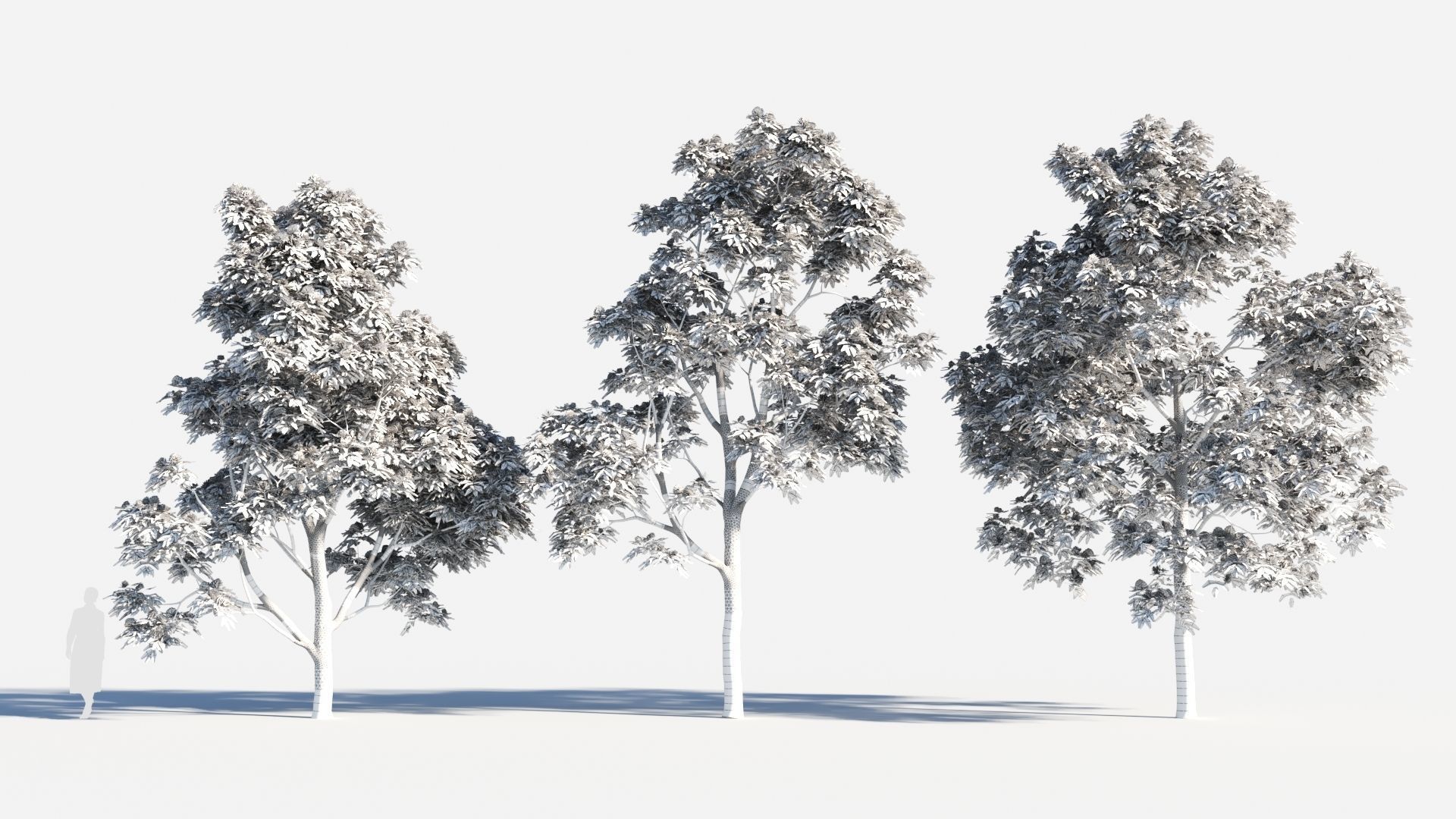 Albizia julibrissin tree c 3D model_8