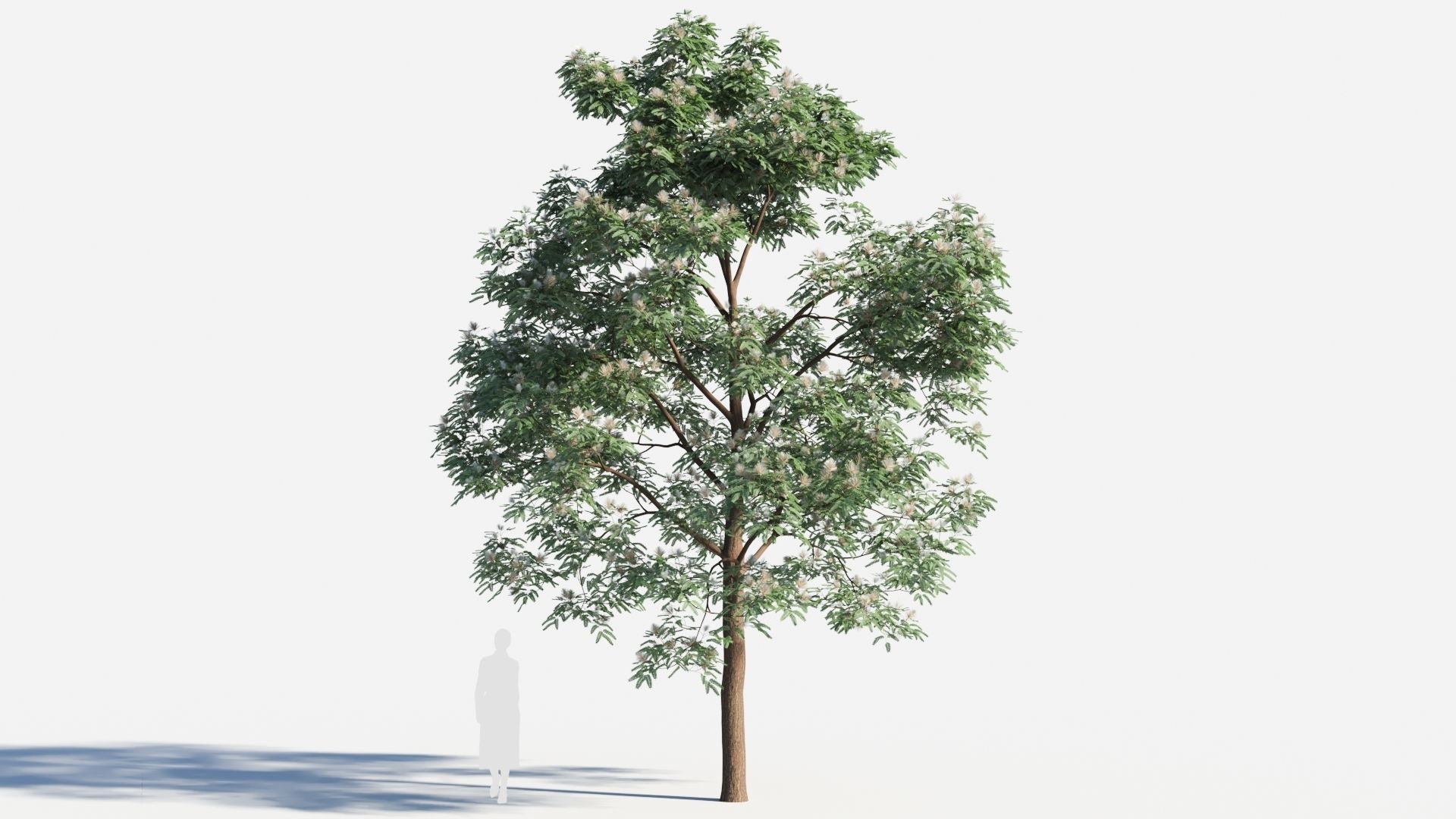 Albizia julibrissin tree c 3D model_7