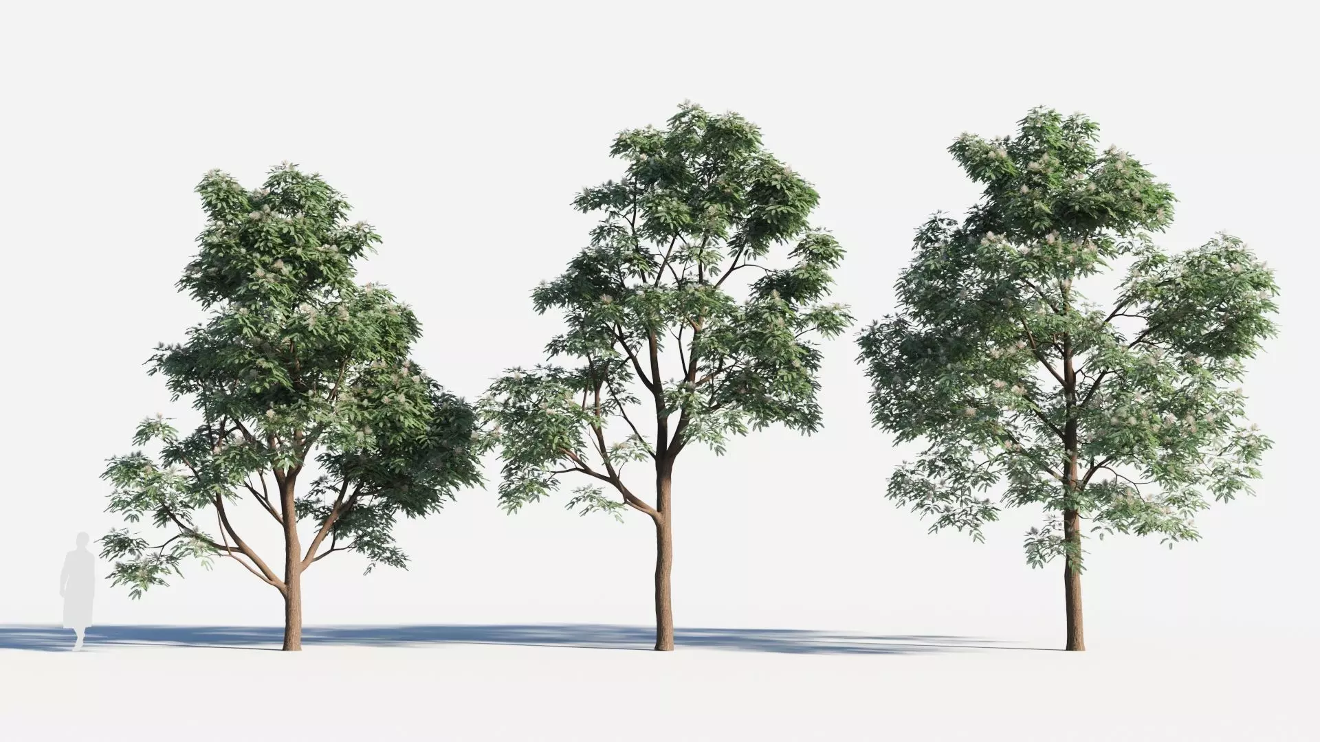 Albizia julibrissin tree c 3D model_0