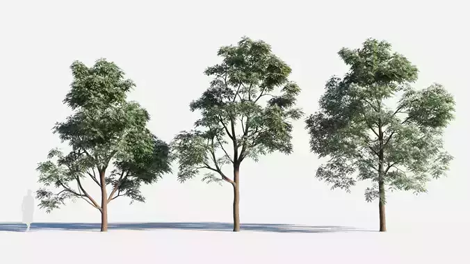 Albizia julibrissin tree c