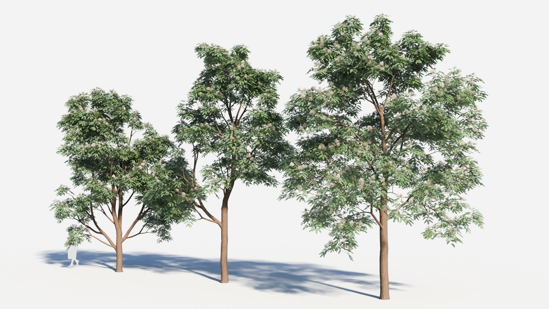Albizia julibrissin tree c 3D model_1
