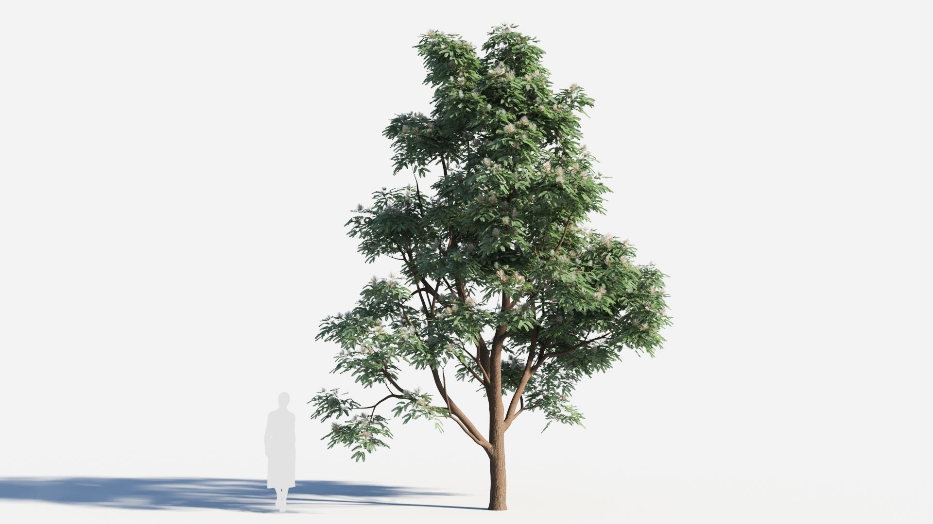 Albizia julibrissin tree c 3D model_5