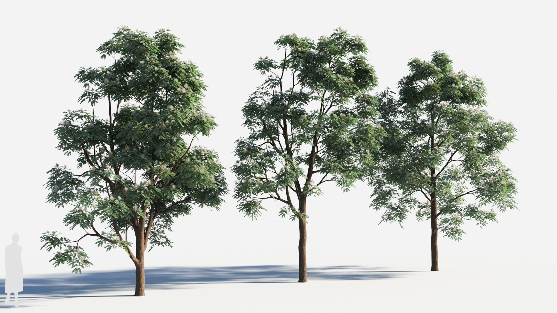 Albizia julibrissin tree c 3D model_3