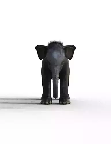 Baby Elephant Low-poly 3D model