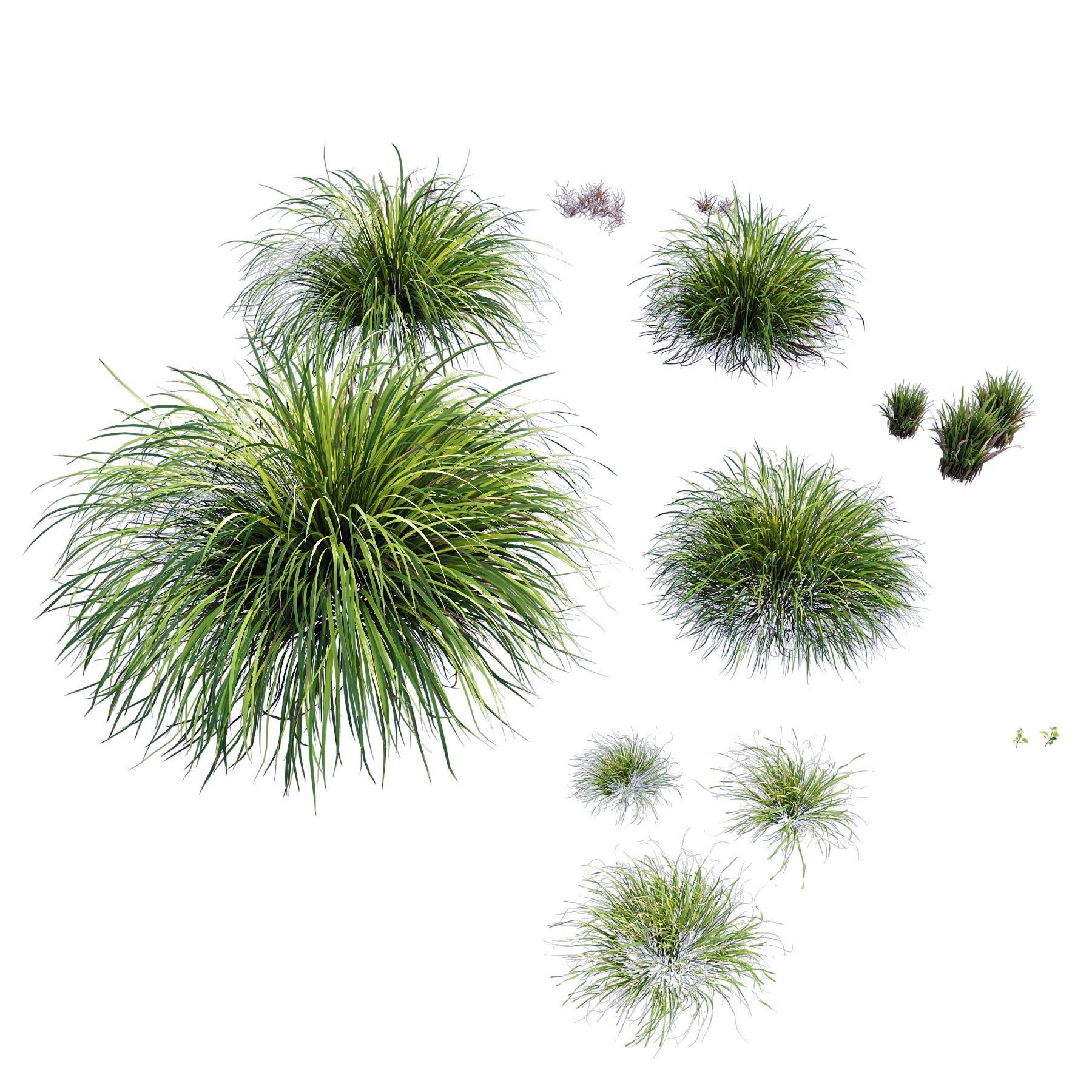HQ Grass Carex Elata Aurea Field 3D model_2