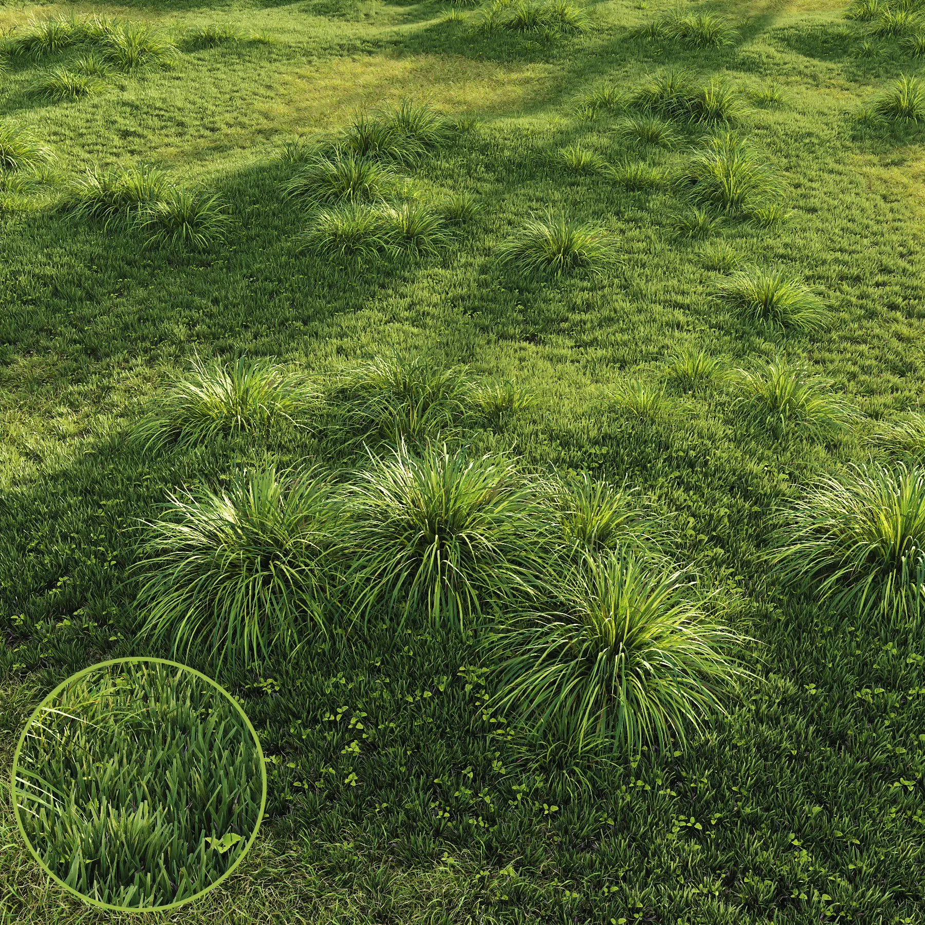 HQ Grass Carex Elata Aurea Field 3D model_0