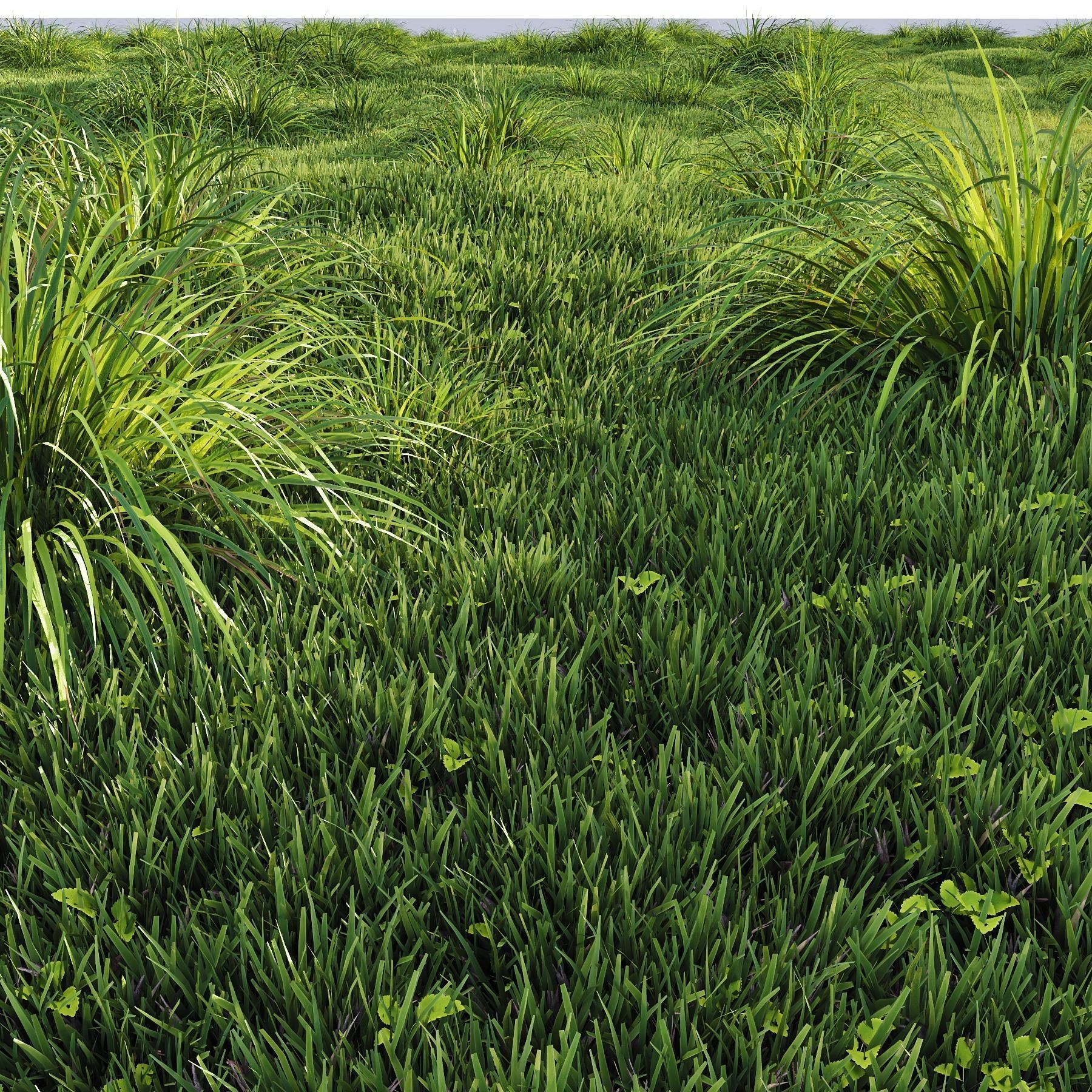 HQ Grass Carex Elata Aurea Field 3D model_1
