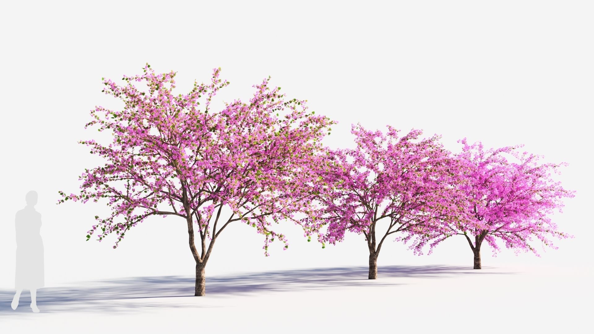 Cercis chinensis a 3D model_3