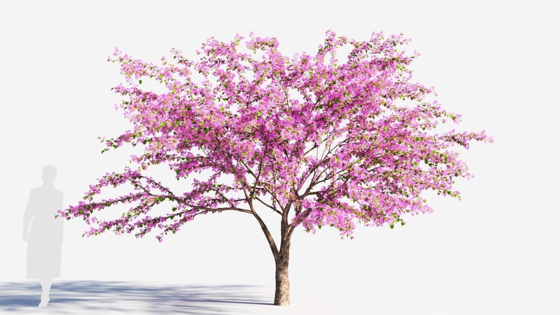 Cercis chinensis a 3D model_6