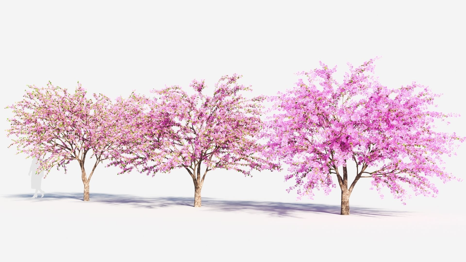 Cercis chinensis a 3D model_1