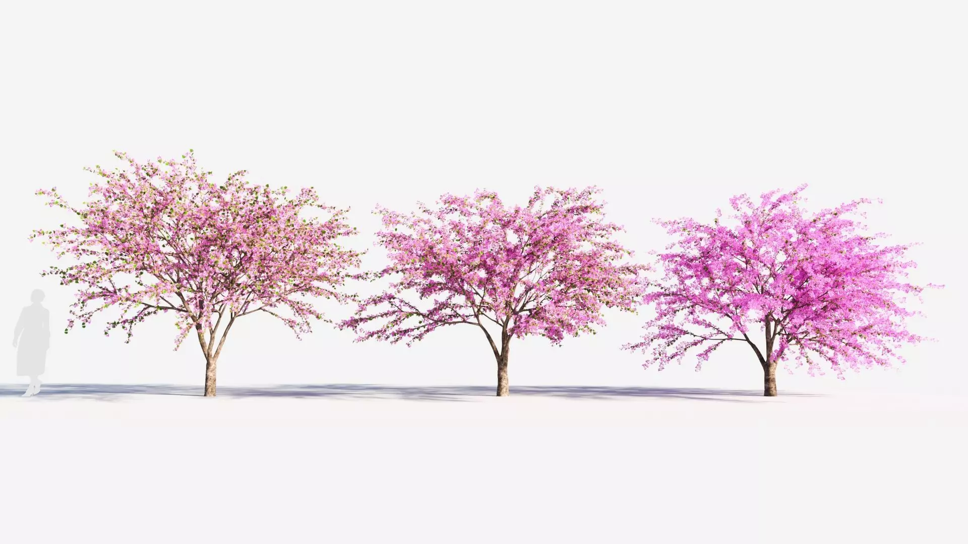 Cercis chinensis a 3D model_0