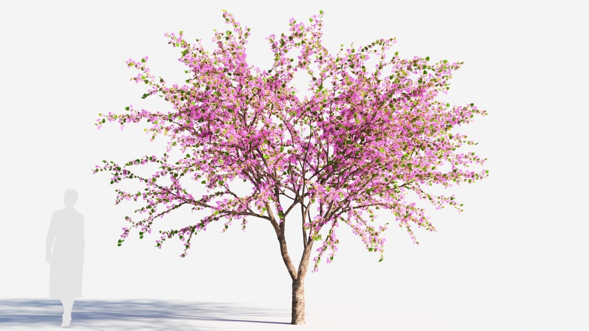 Cercis chinensis a 3D model_5