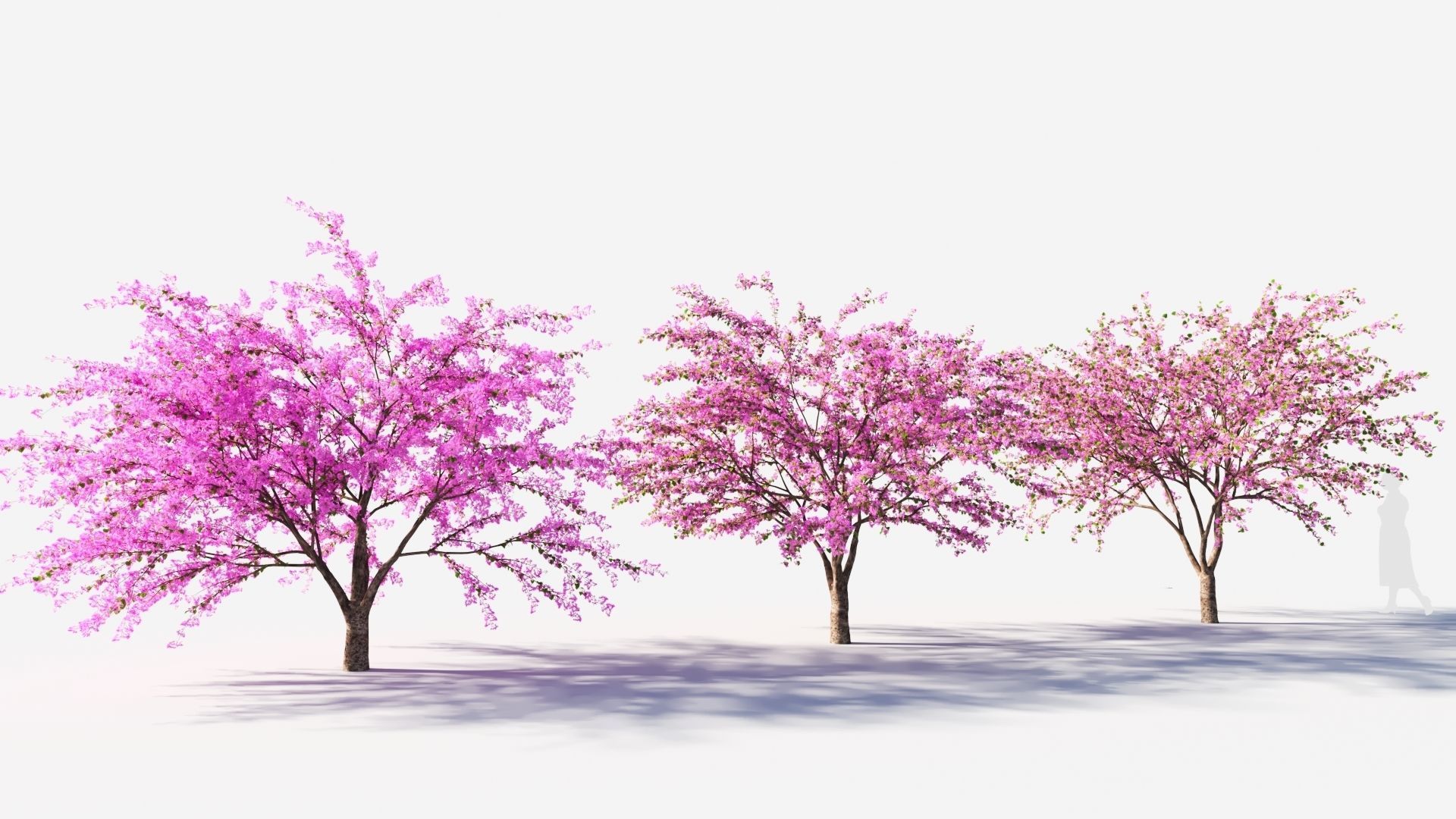Cercis chinensis a 3D model_4