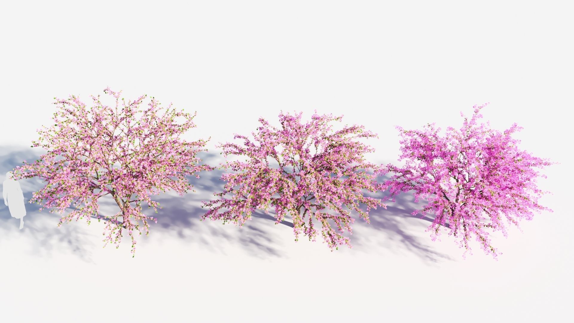 Cercis chinensis a 3D model_2