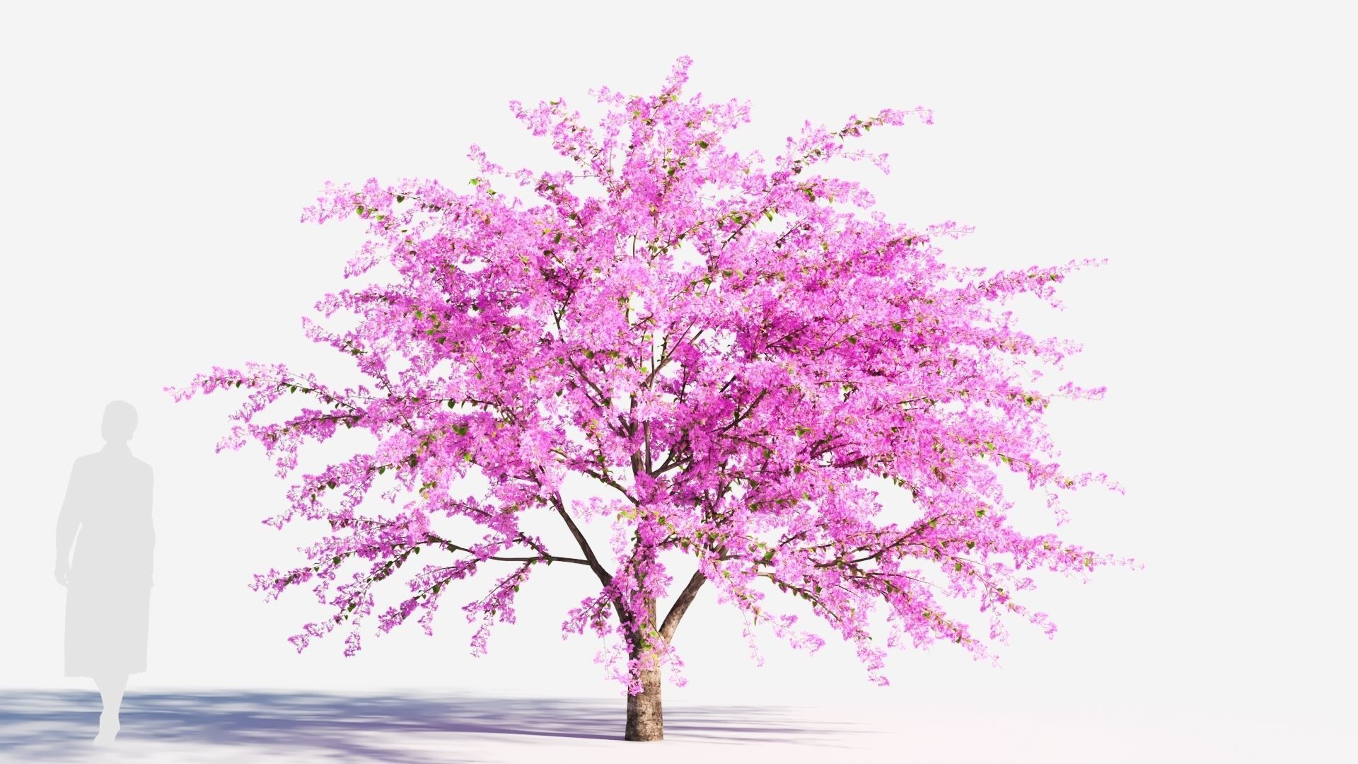 Cercis chinensis a 3D model_7