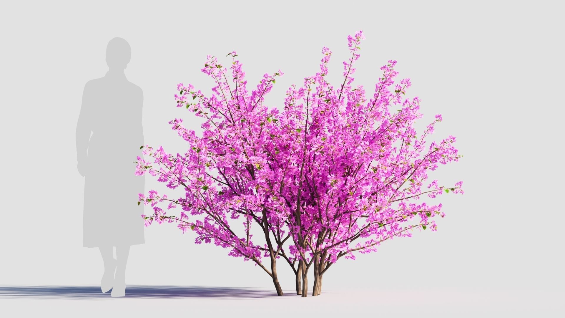 Cercis chinensis c 3D model_7