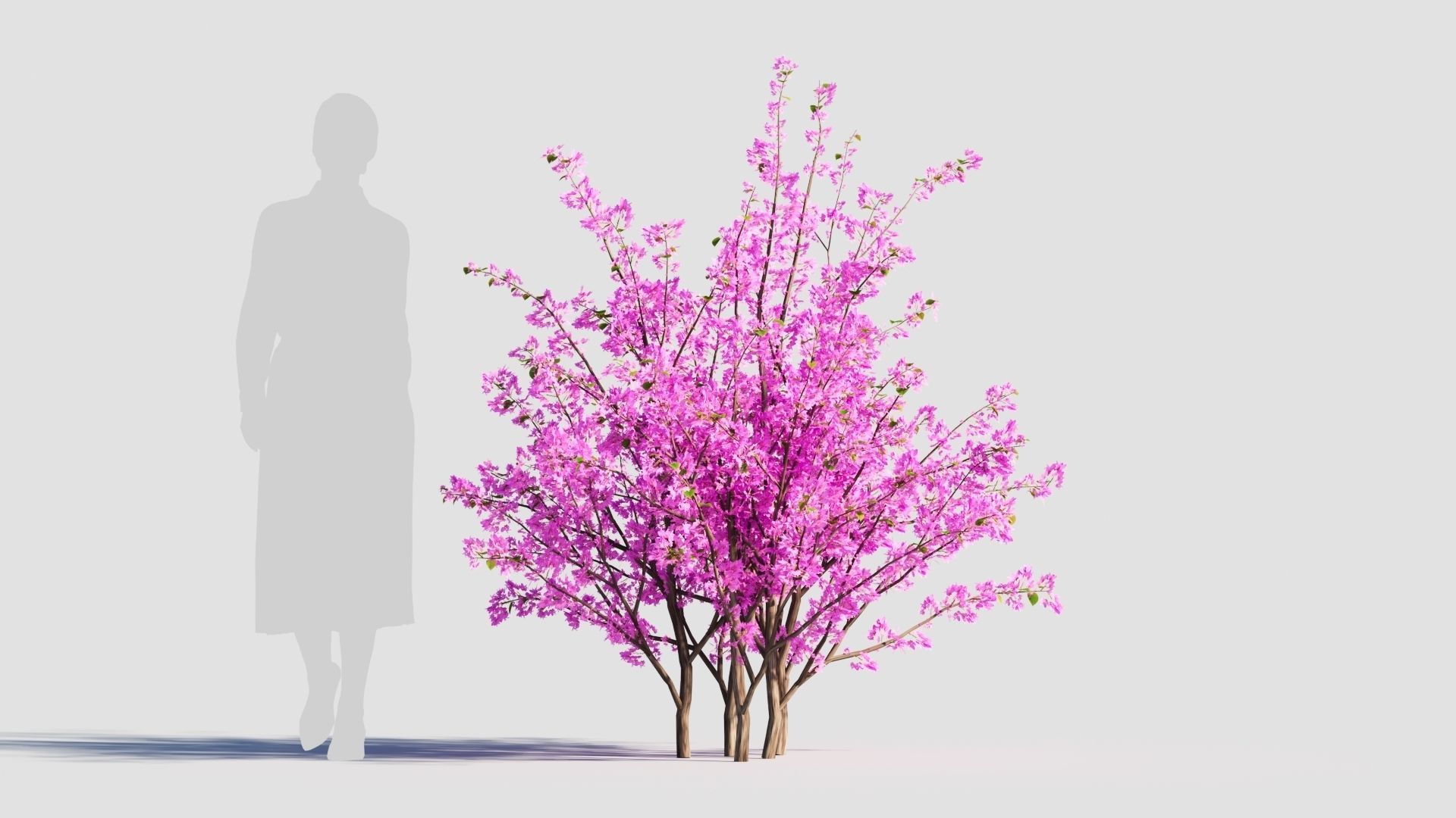 Cercis chinensis c 3D model_6