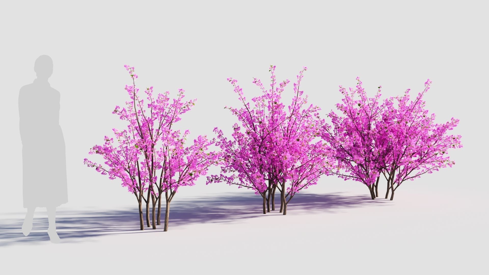 Cercis chinensis c 3D model_3