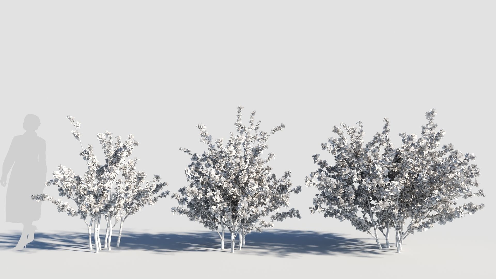 Cercis chinensis c 3D model_8
