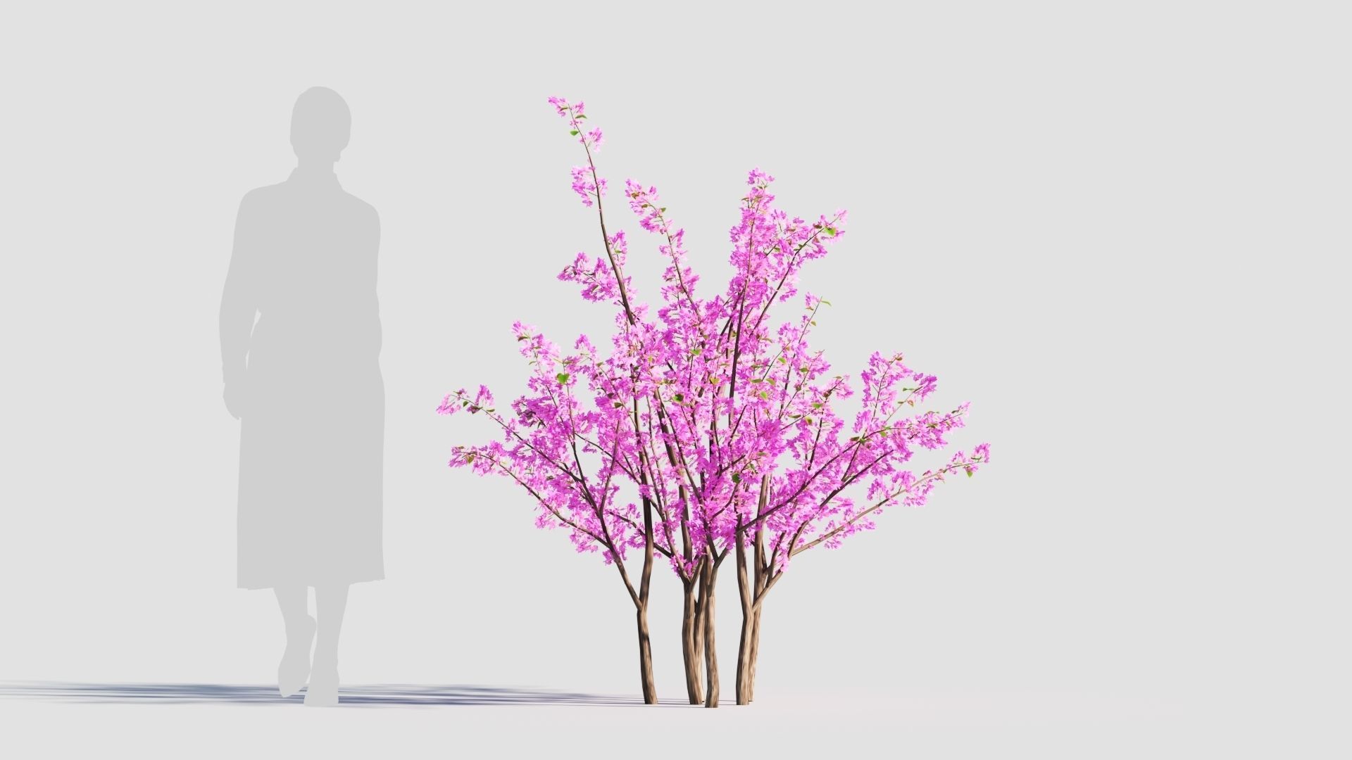 Cercis chinensis c 3D model_5
