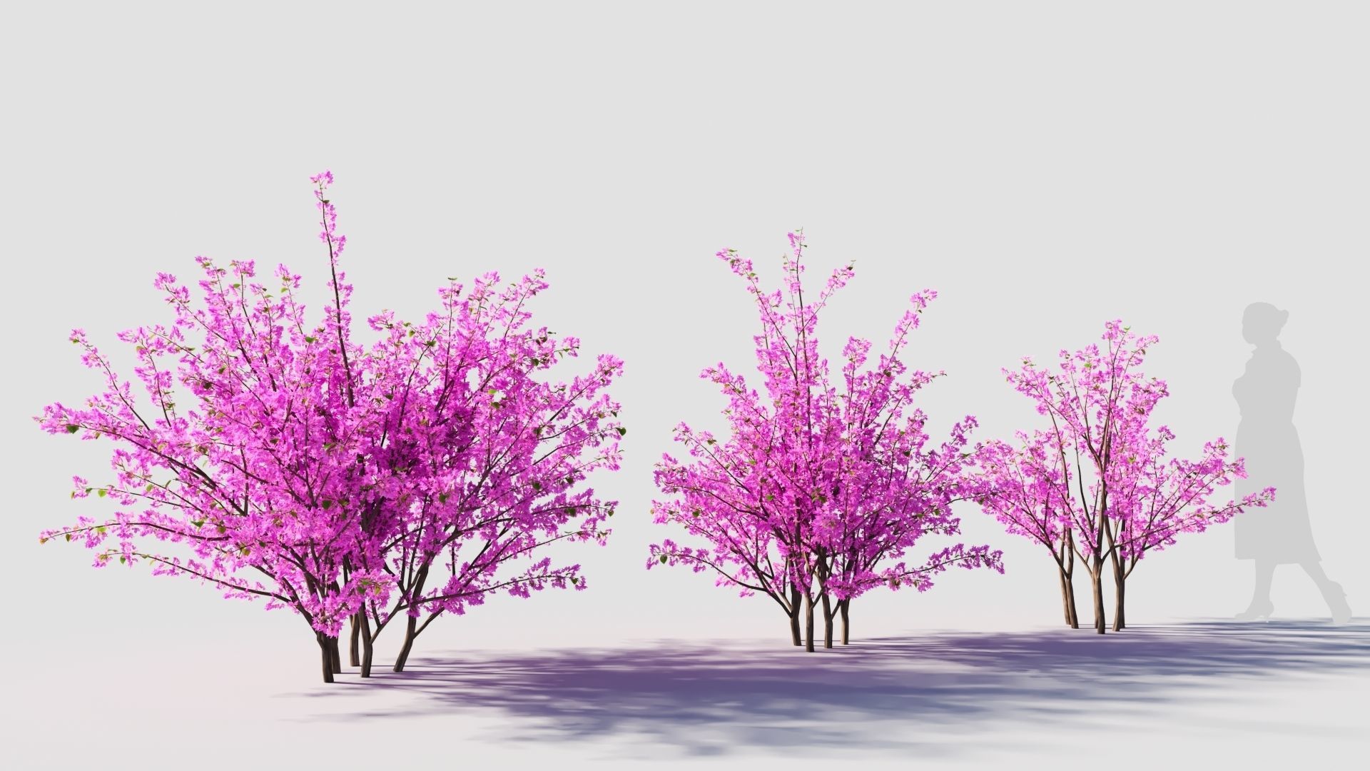 Cercis chinensis c 3D model_4
