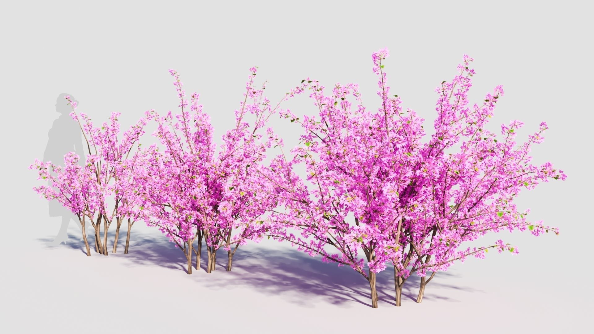 Cercis chinensis c 3D model_1