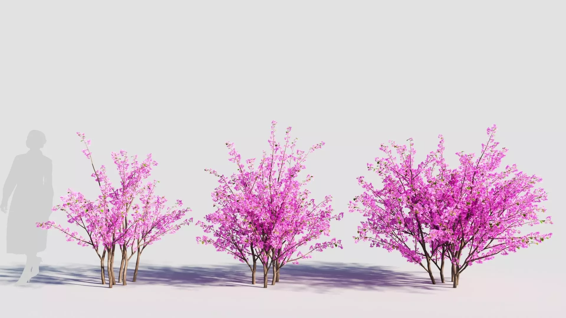 Cercis chinensis c 3D model_0