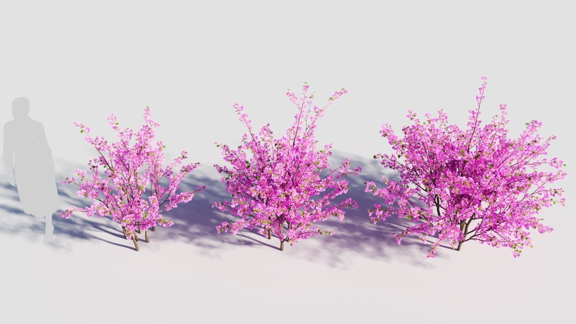 Cercis chinensis c 3D model_2