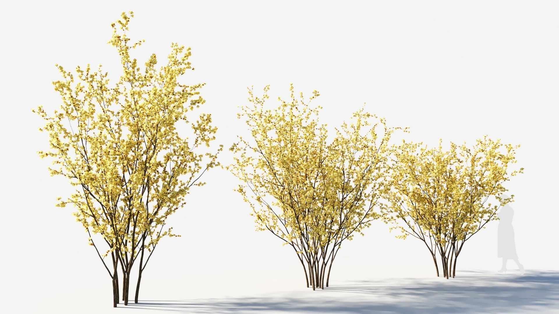 Chimonanthus praecox a 3D model_4