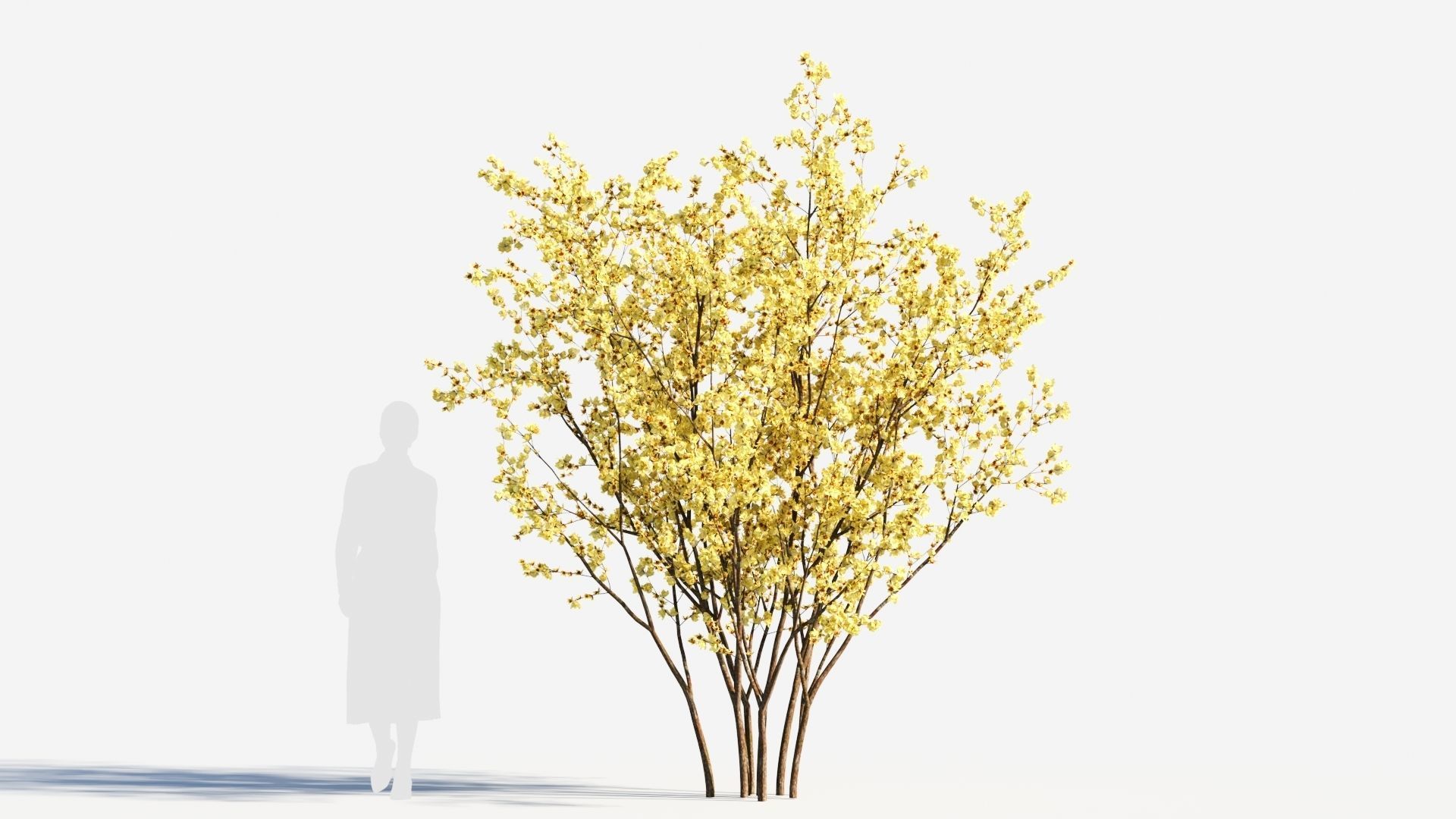 Chimonanthus praecox a 3D model_5