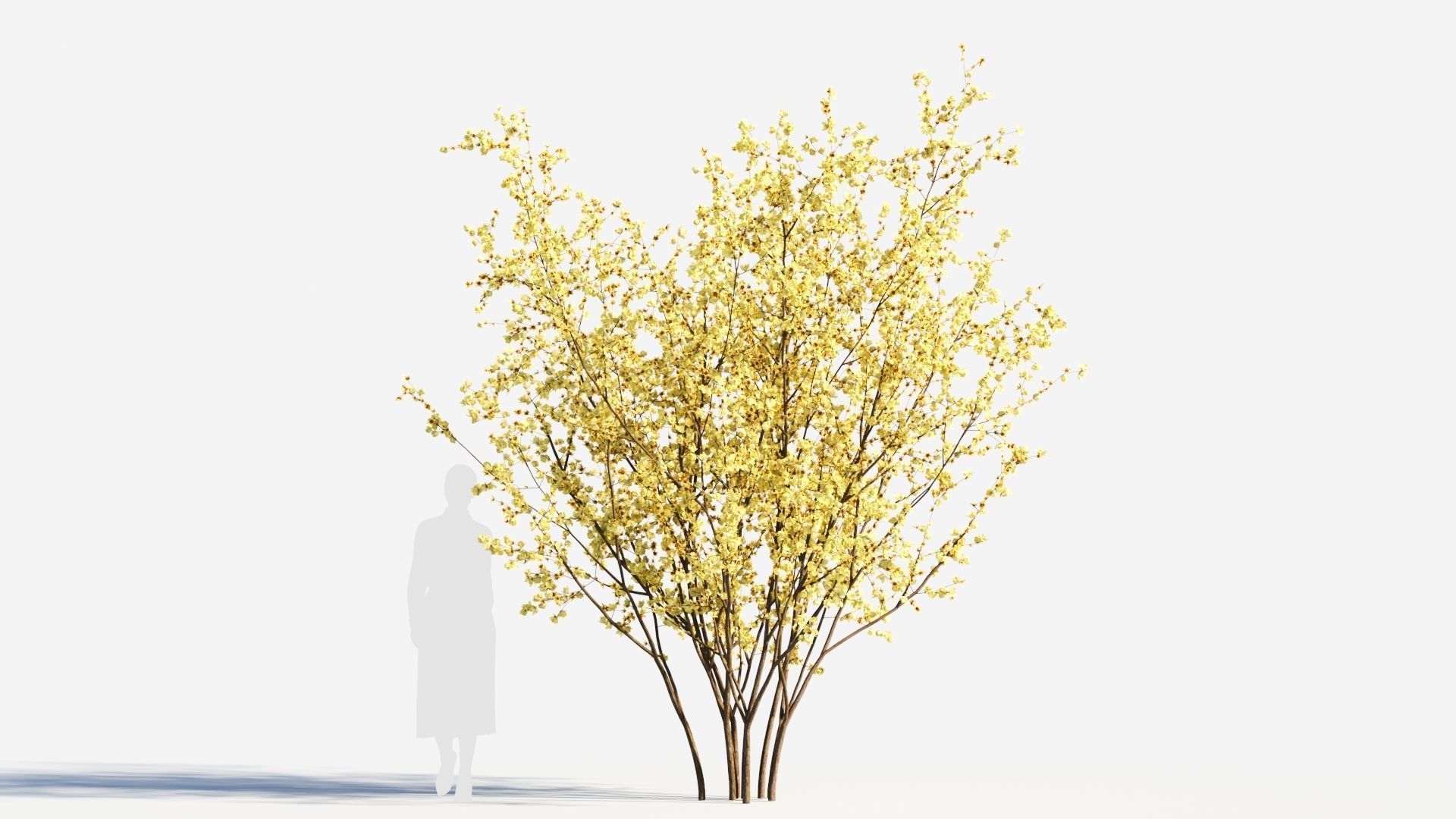 Chimonanthus praecox a 3D model_6
