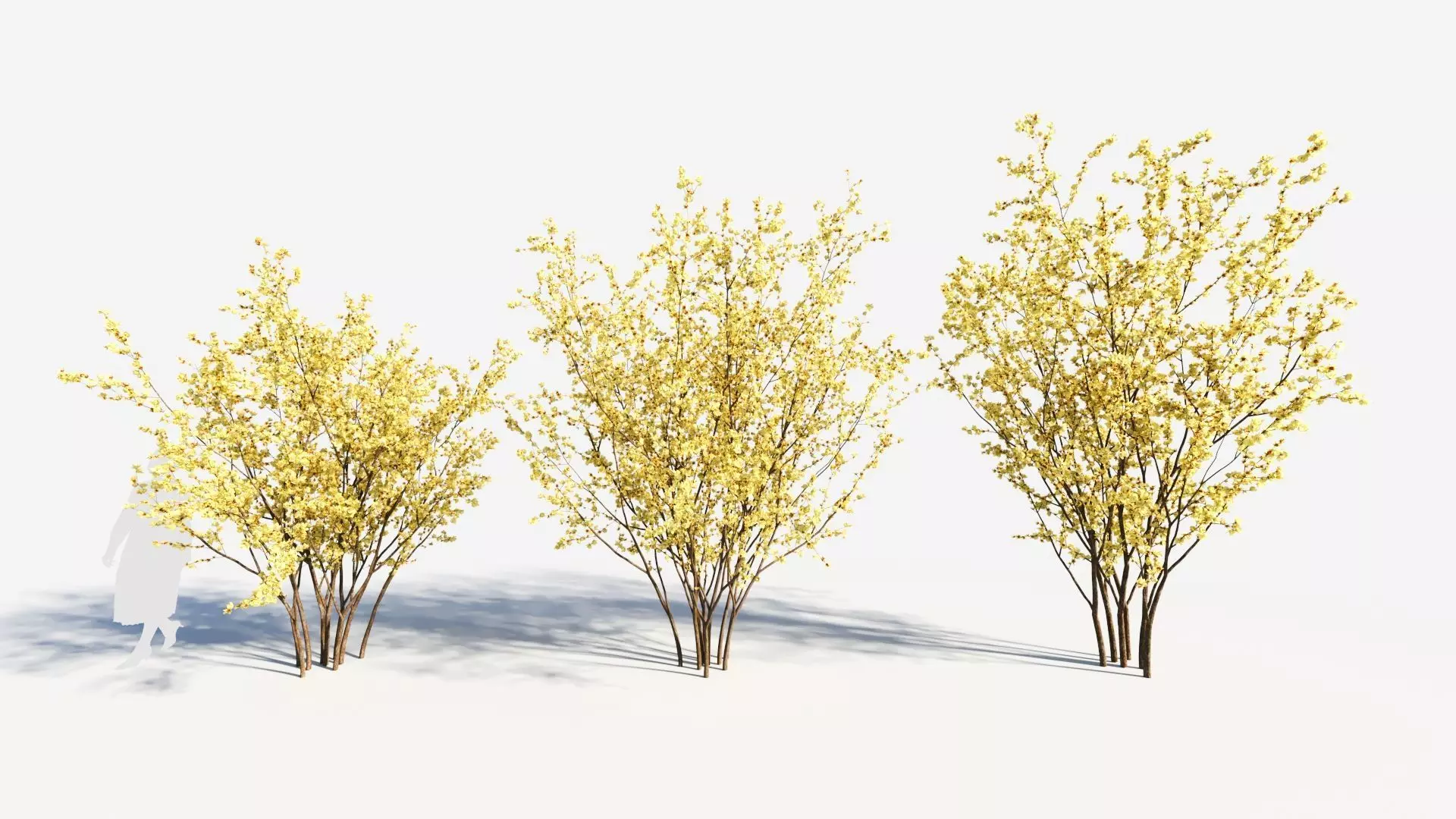 Chimonanthus praecox a 3D model_0