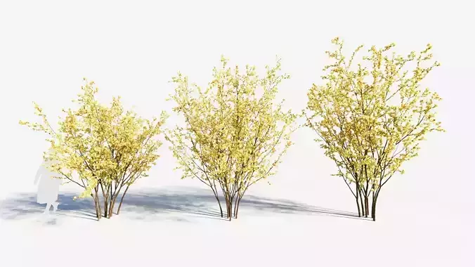 Chimonanthus praecox a