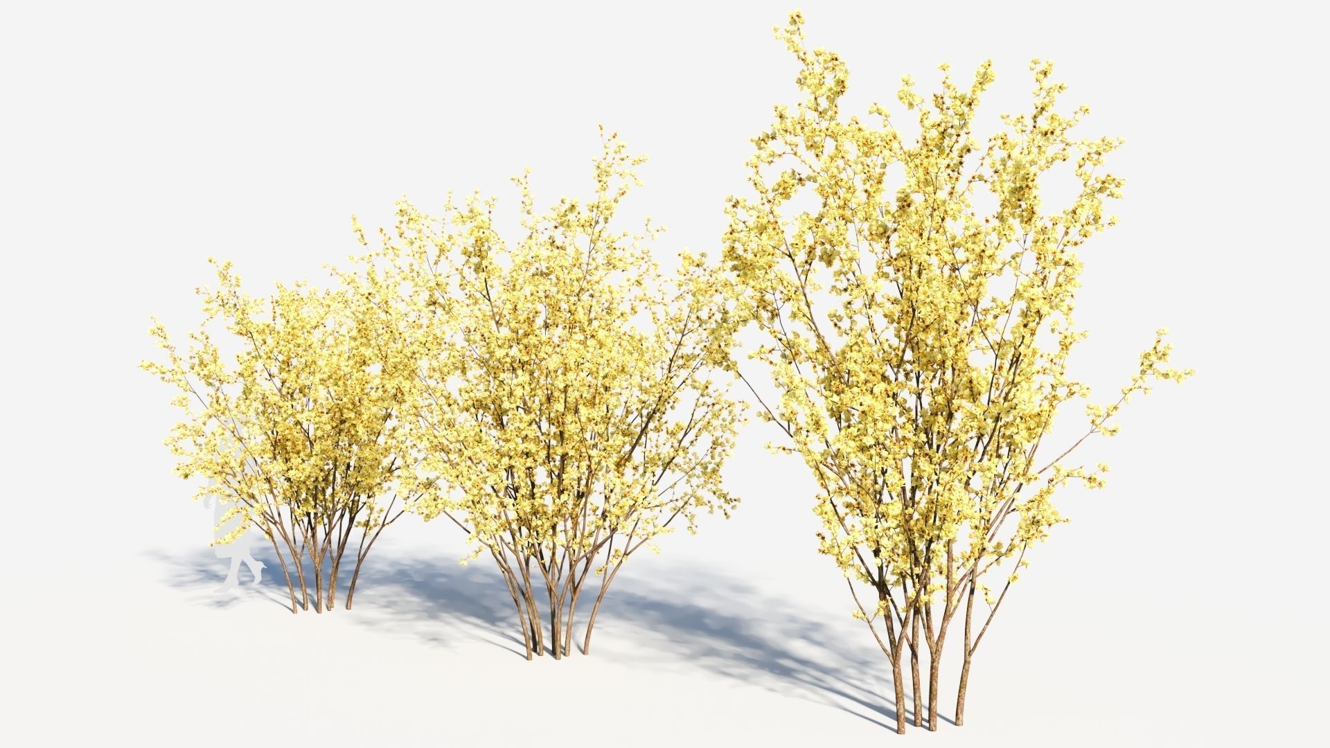 Chimonanthus praecox a 3D model_1