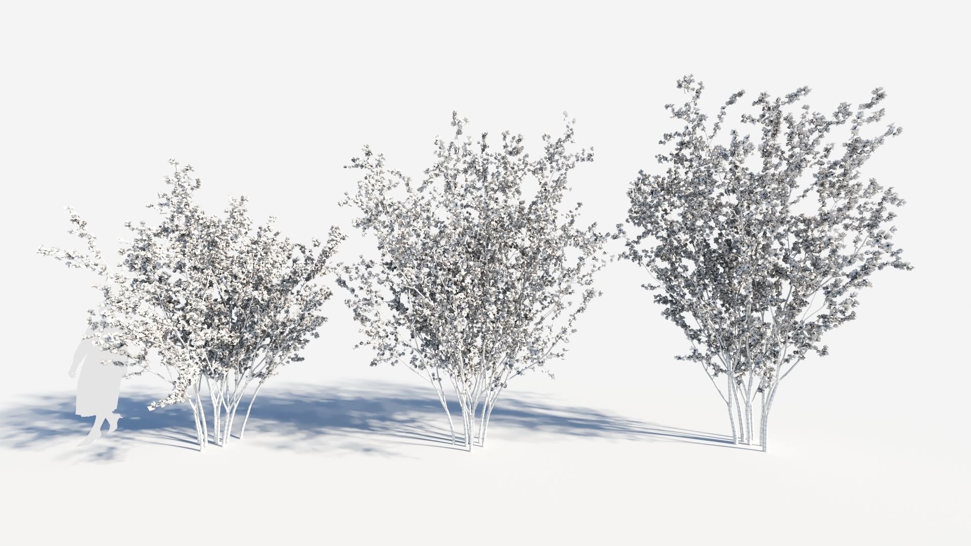 Chimonanthus praecox a 3D model_8
