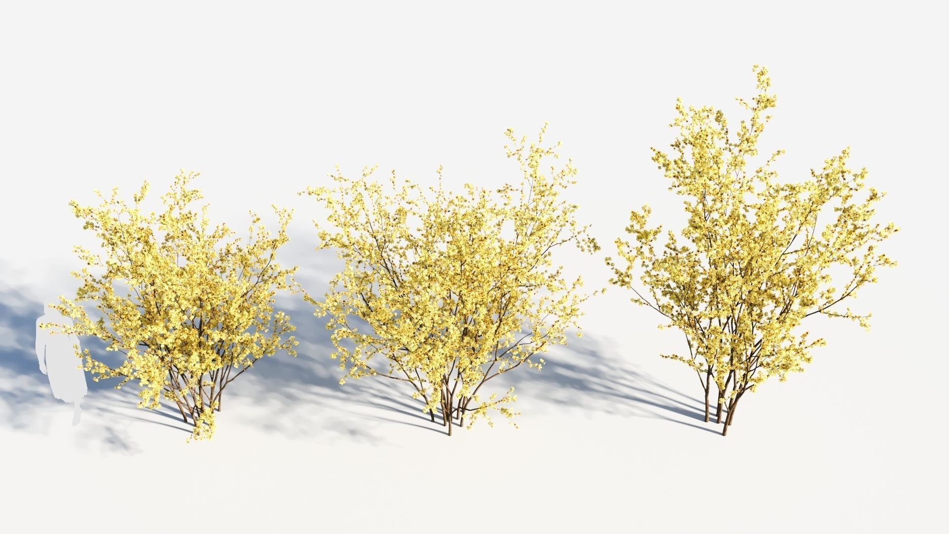 Chimonanthus praecox a 3D model_2