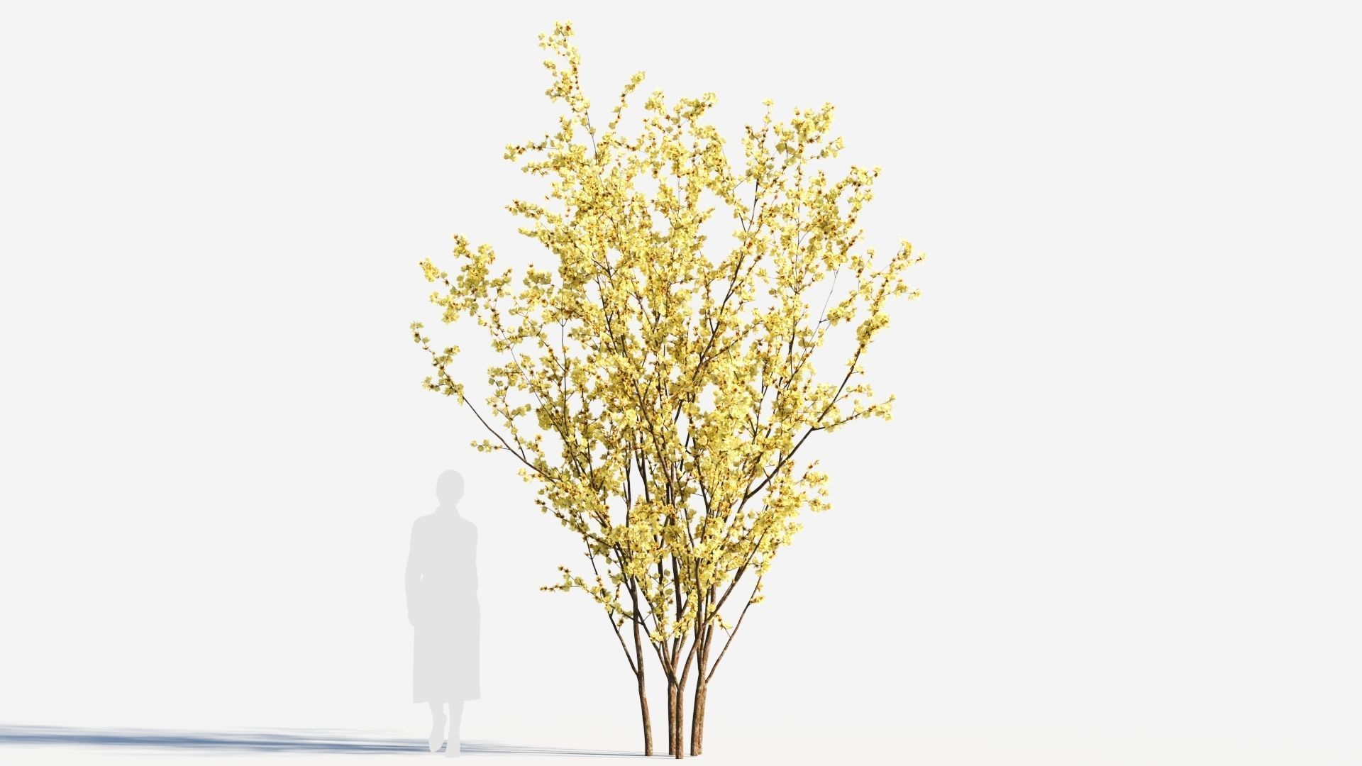 Chimonanthus praecox a 3D model_7