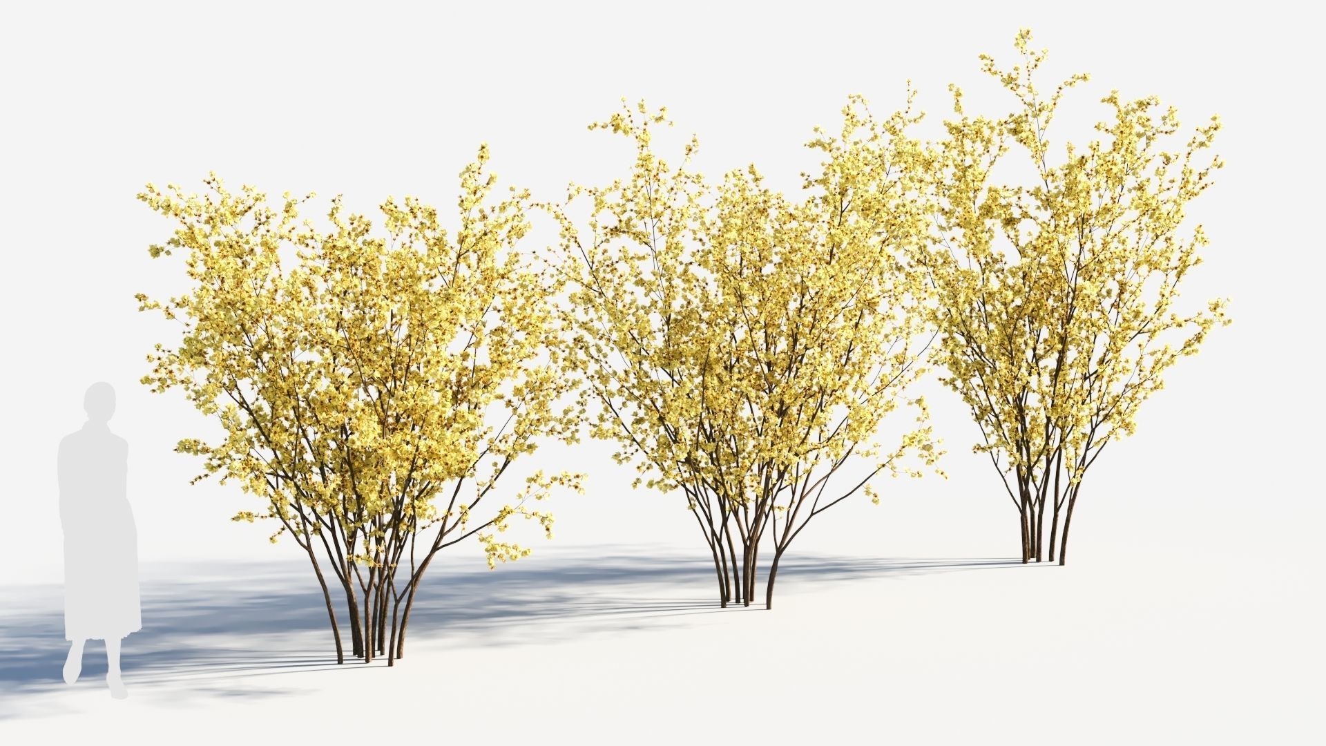 Chimonanthus praecox a 3D model_3