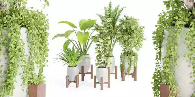 indoor plants collection vol 53- Blender